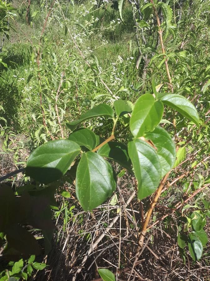 Amphilophium mansoanum — houseplant care guide