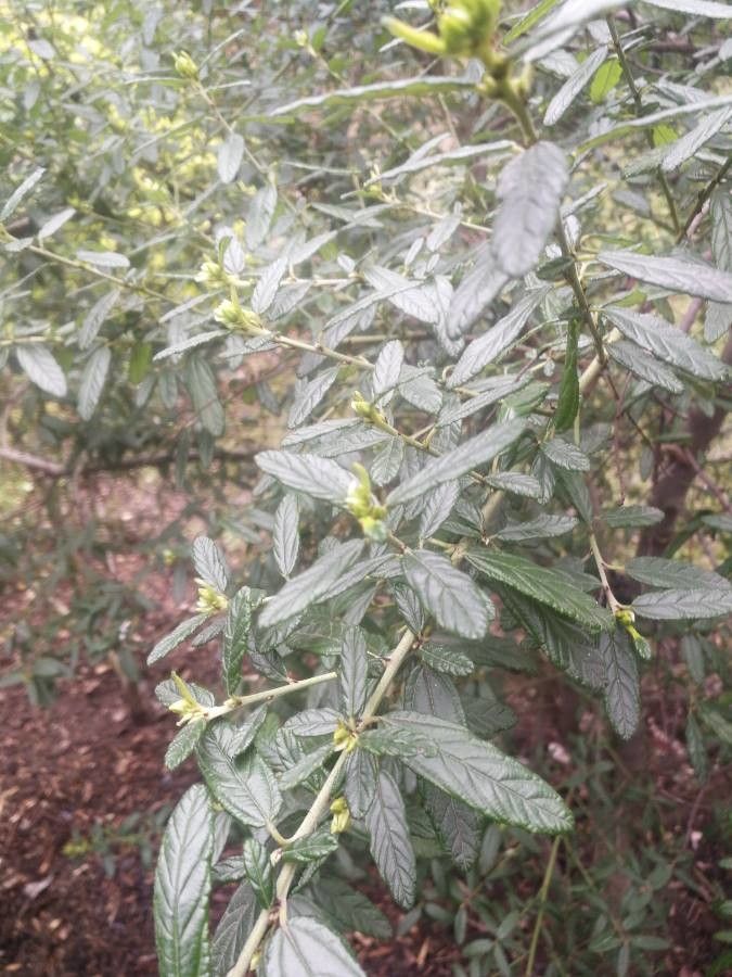 Ceanothus parryi leaf