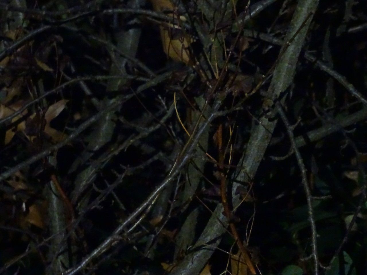 Cotoneaster neo-antoninae bark