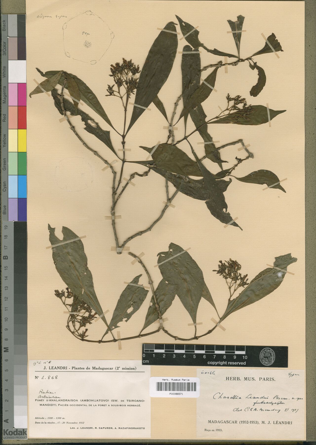 Chassalia leandrii — houseplant care guide