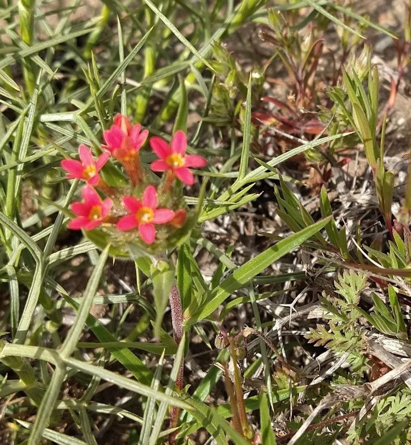 Collomia biflora — related species from the same genus
