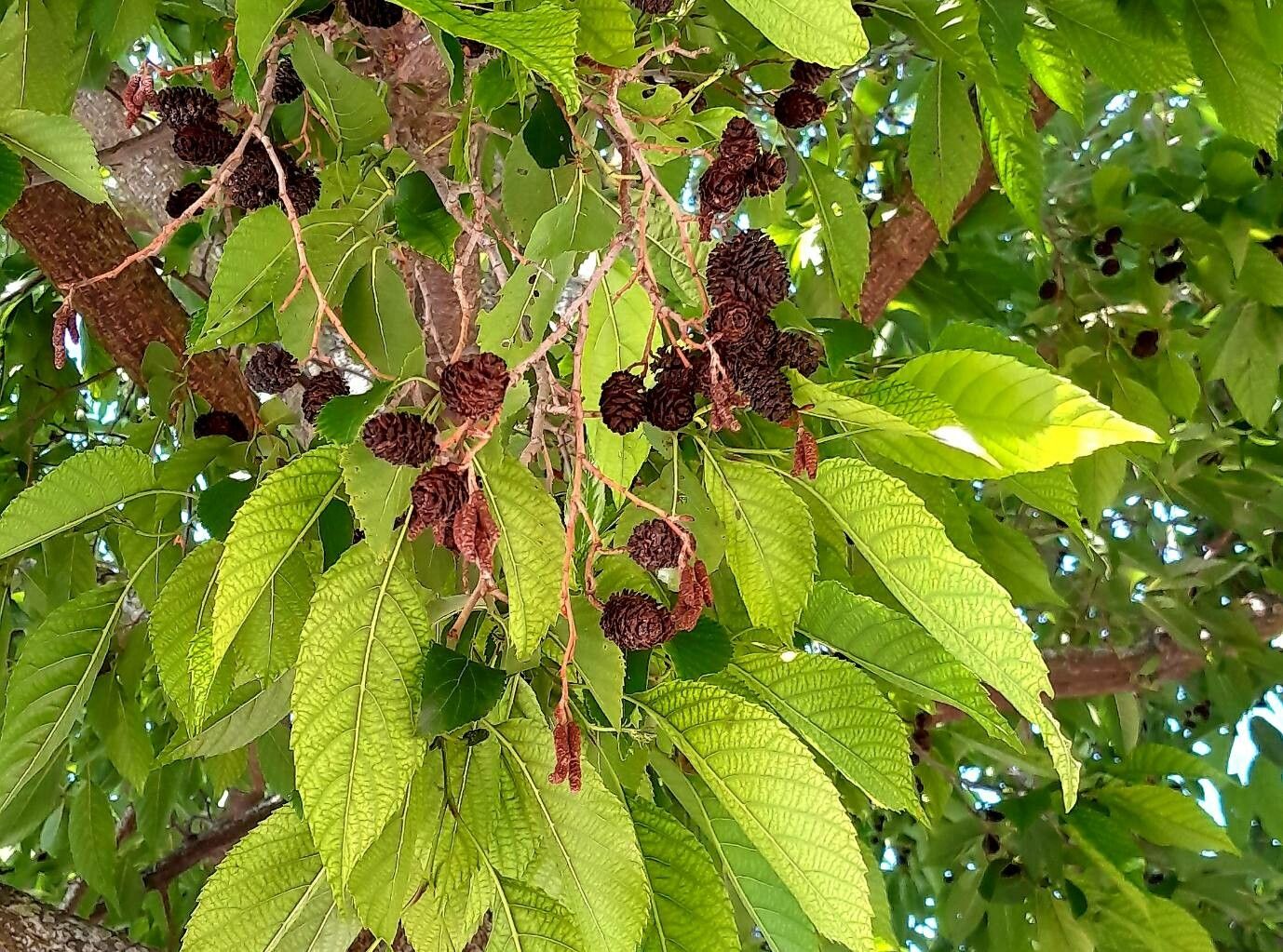 Alnus japonica flower