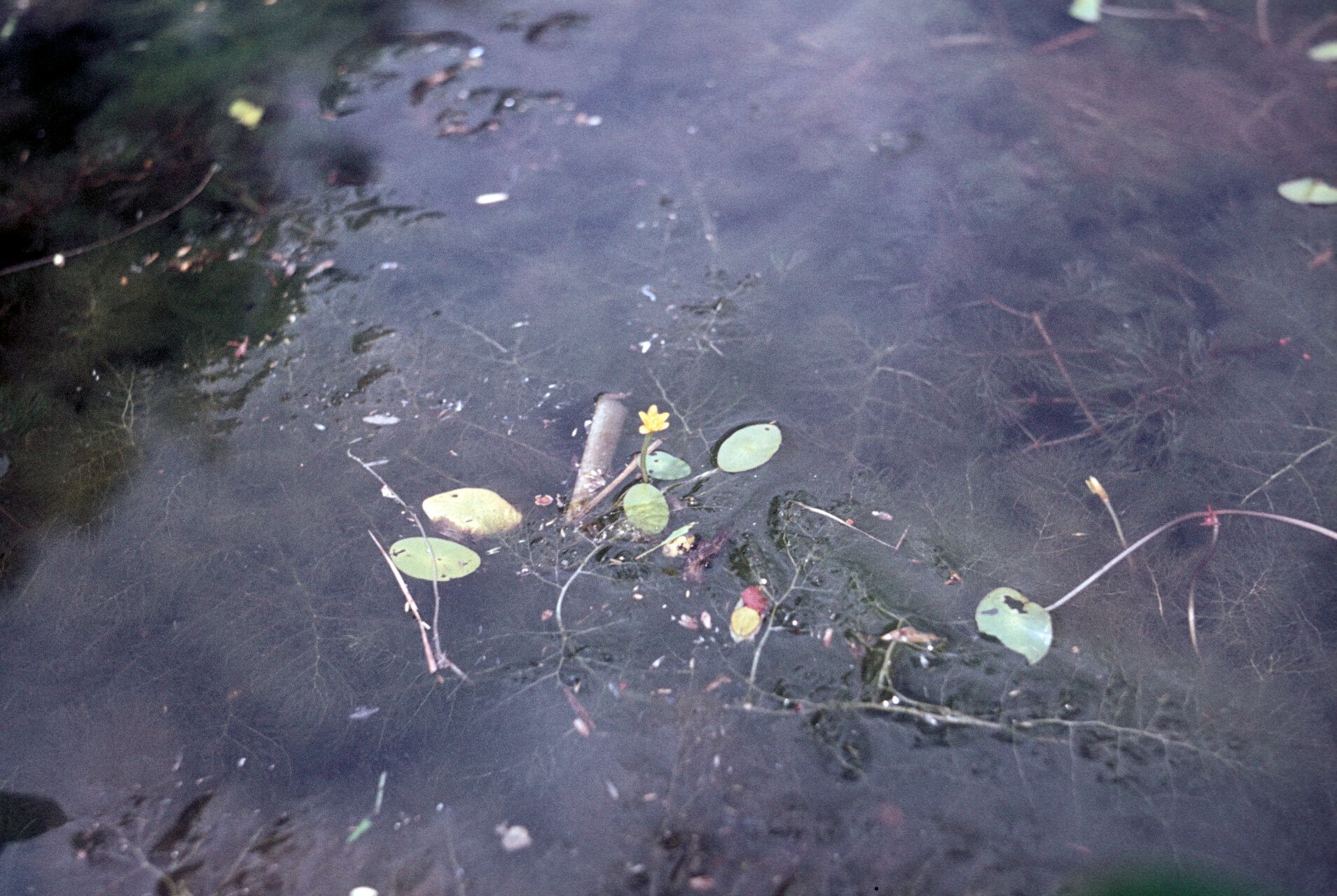 Cabomba aquatica habit
