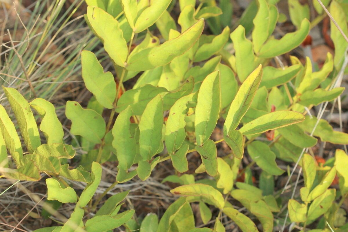 Lannea gossweileri — search result for 'Lannea'