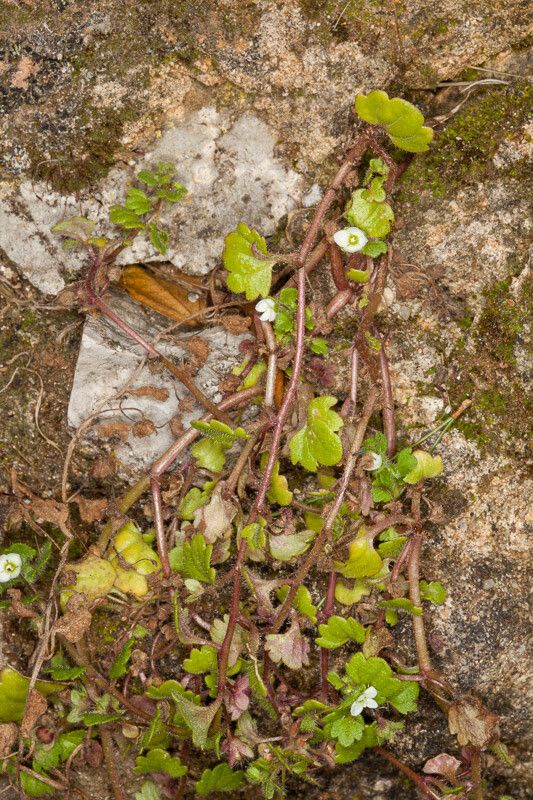 Veronica panormitana — search result for 'Plantaginaceae'