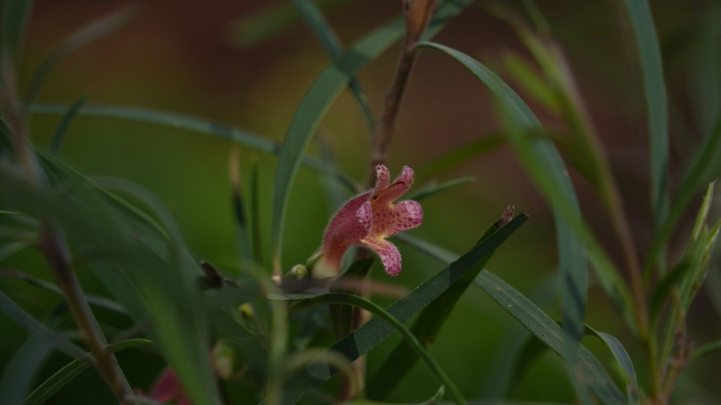Eremophila longifolia flower