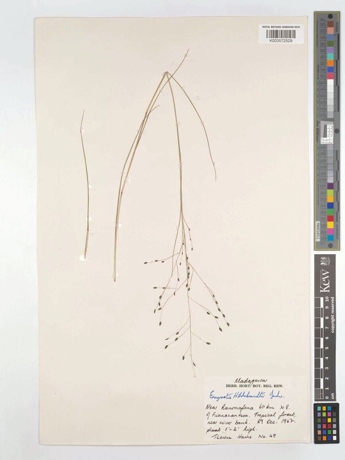 Eragrostis hildebrandtii — search result for 'Eragrostis'