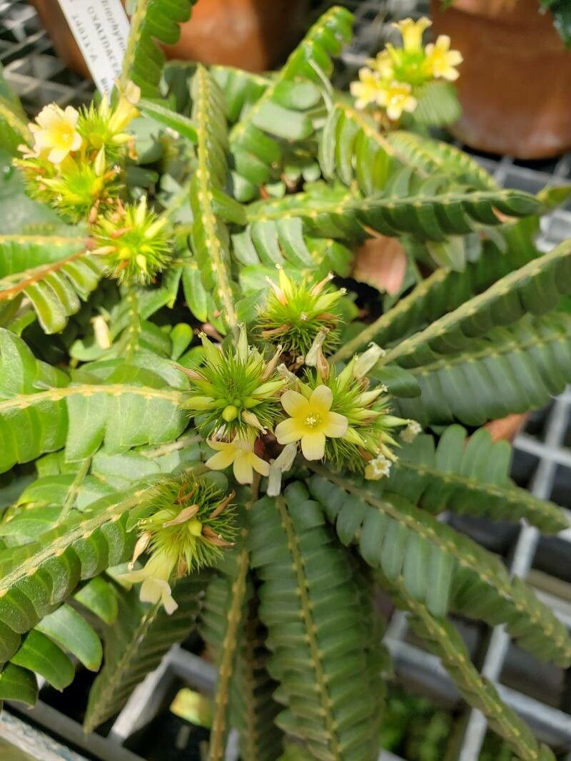 Biophytum zenkeri flower