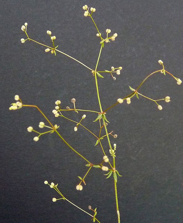 Galium divaricatum other