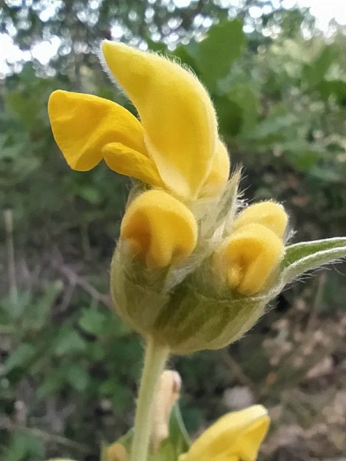 Phlomis lychnitis flower