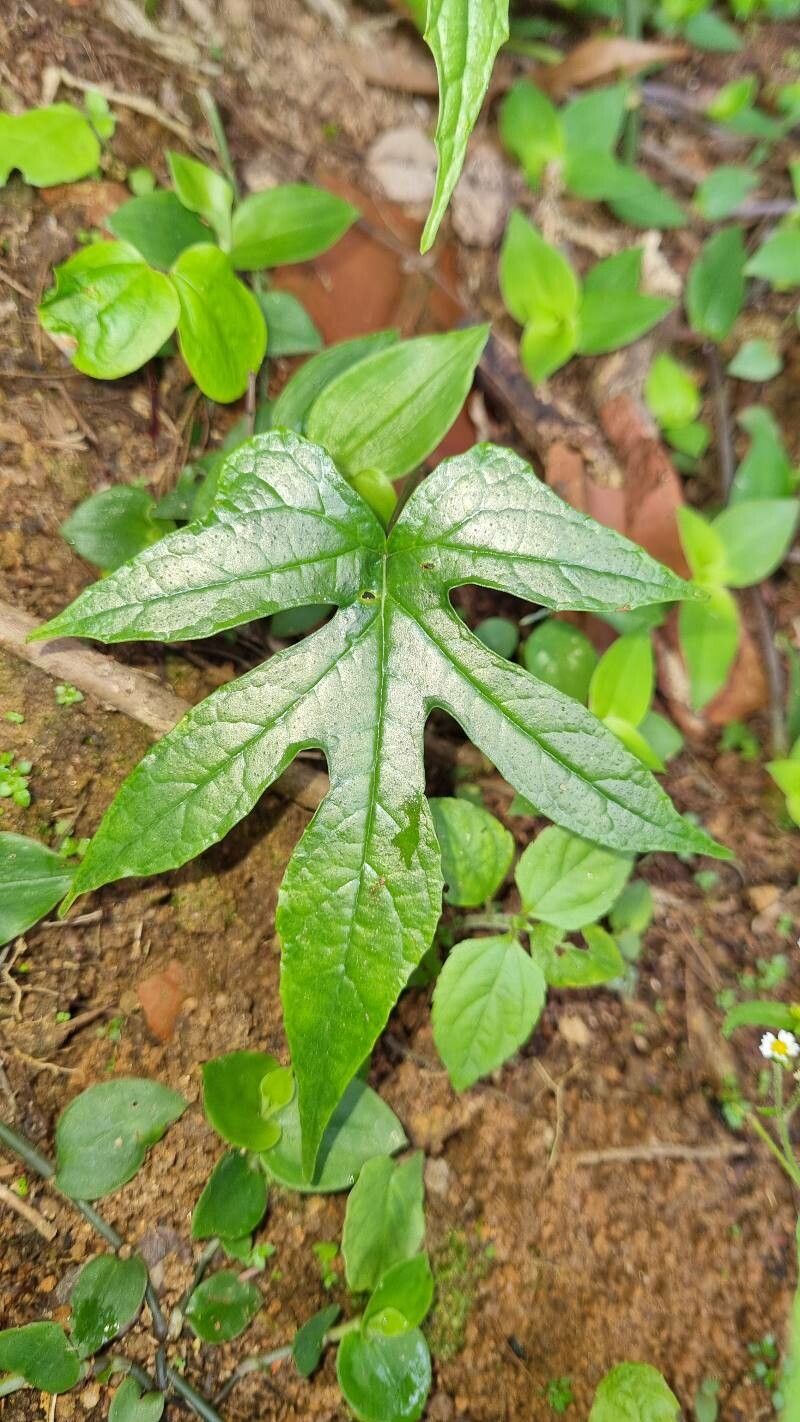 Dorstenia arifolia — related species from the same genus