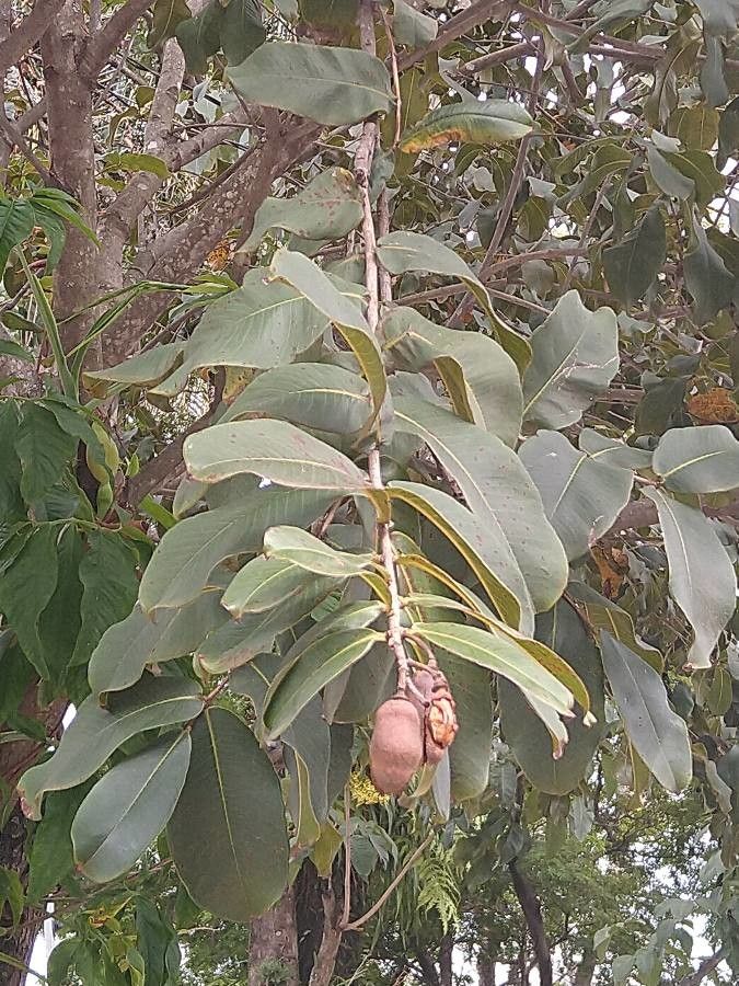 Vangueria infausta — search result for 'Rubiaceae'