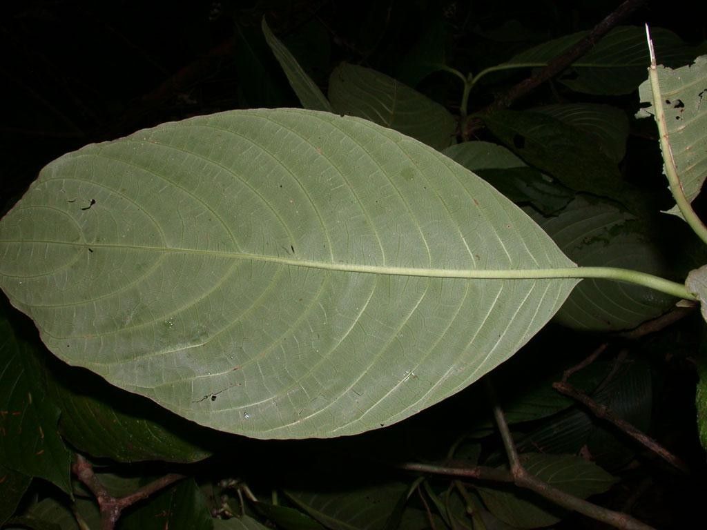 Palicourea hondensis — houseplant care guide