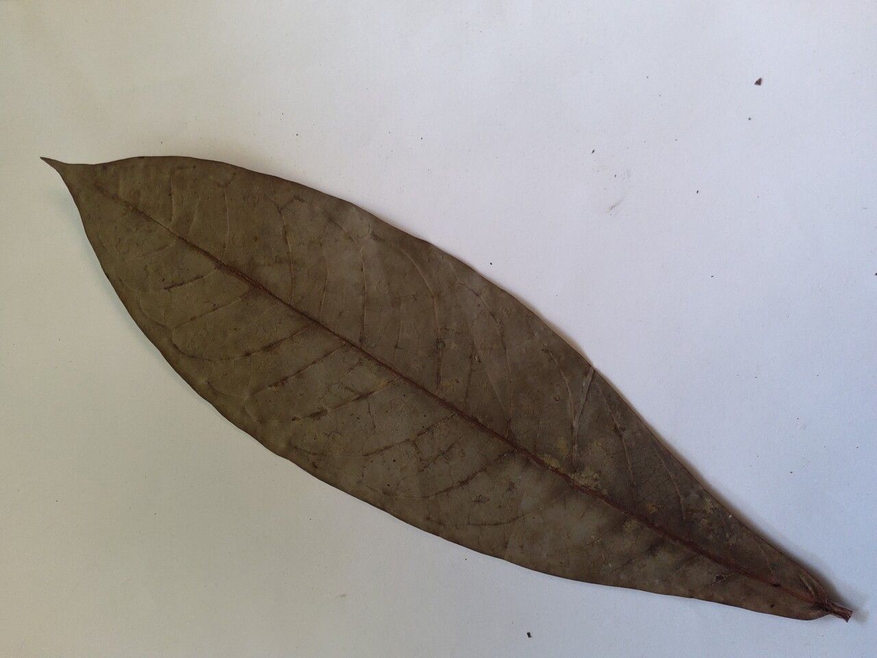 Aniba taubertiana leaf
