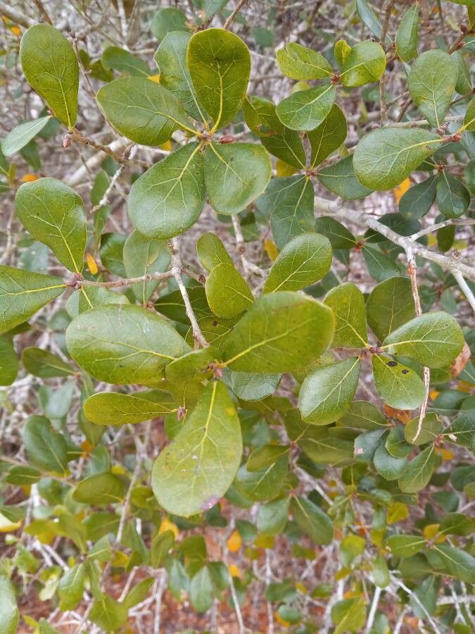 Quercus myrtifolia — search result for 'Alabama'