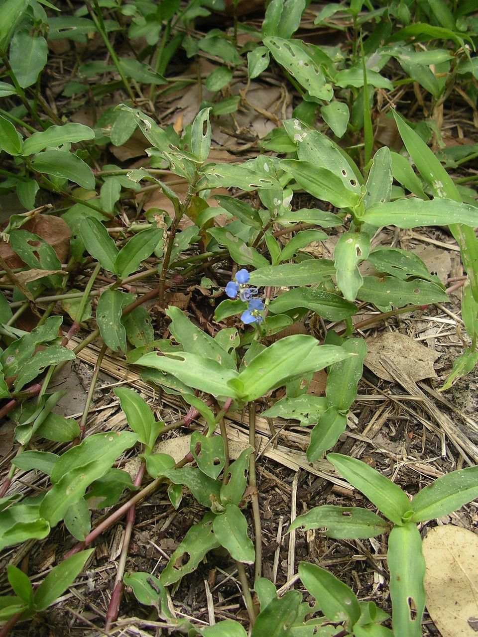 Commelina forsskaolii habit