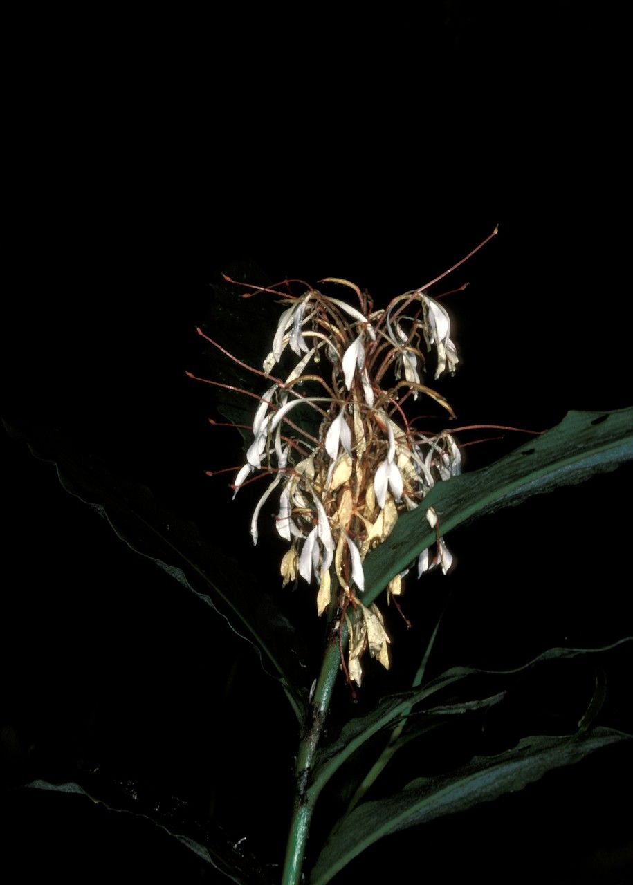 Hedychium roxburghii — search result for 'Hedychium'