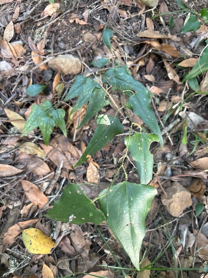 Smilax canariensis — search result for 'Smilax'