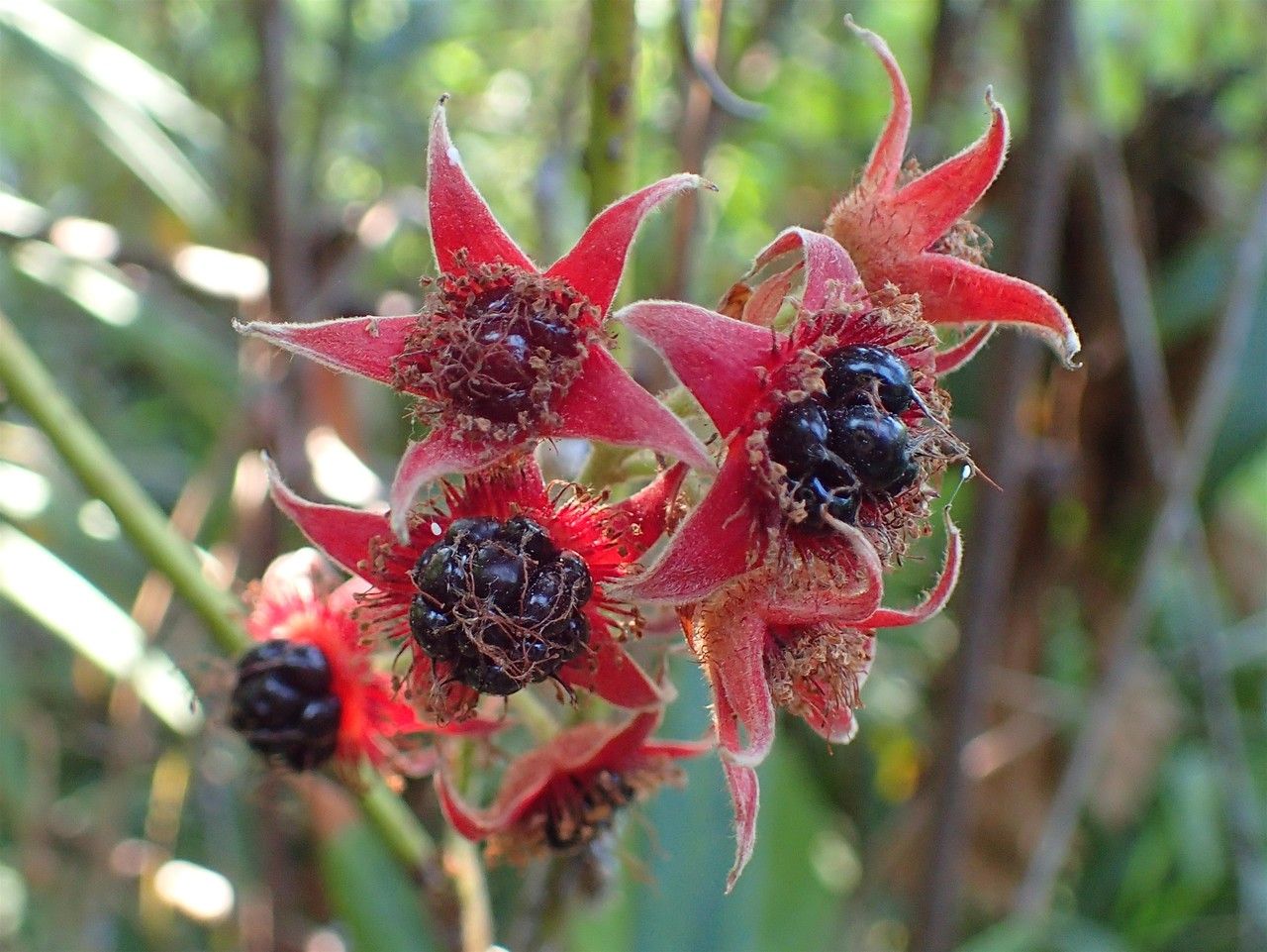 Rubus bambusarum flower