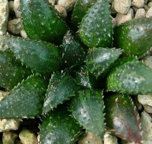 Haworthia maraisii — houseplant care guide