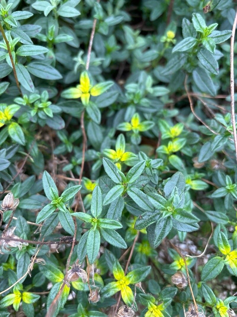 Helianthemum viscarium — houseplant care guide