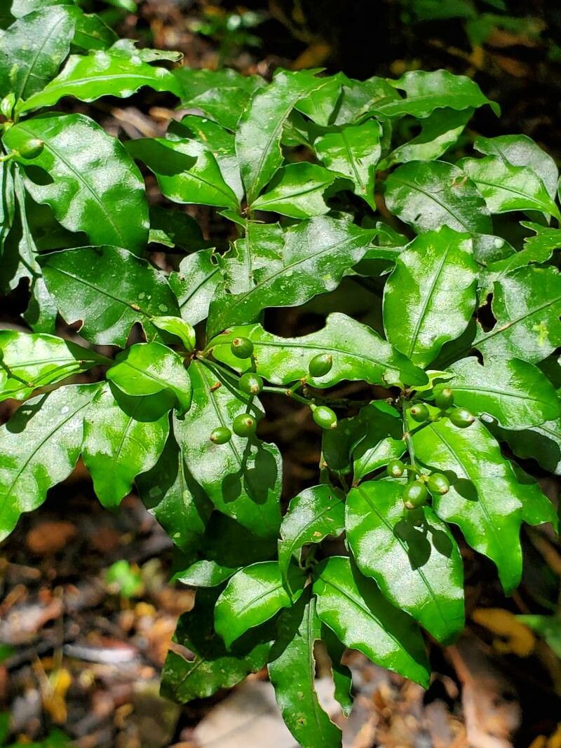 Psychotria biaristata — search result for 'Psychotria'