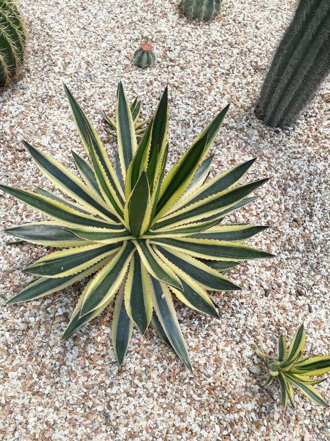 Agave univittata fruit
