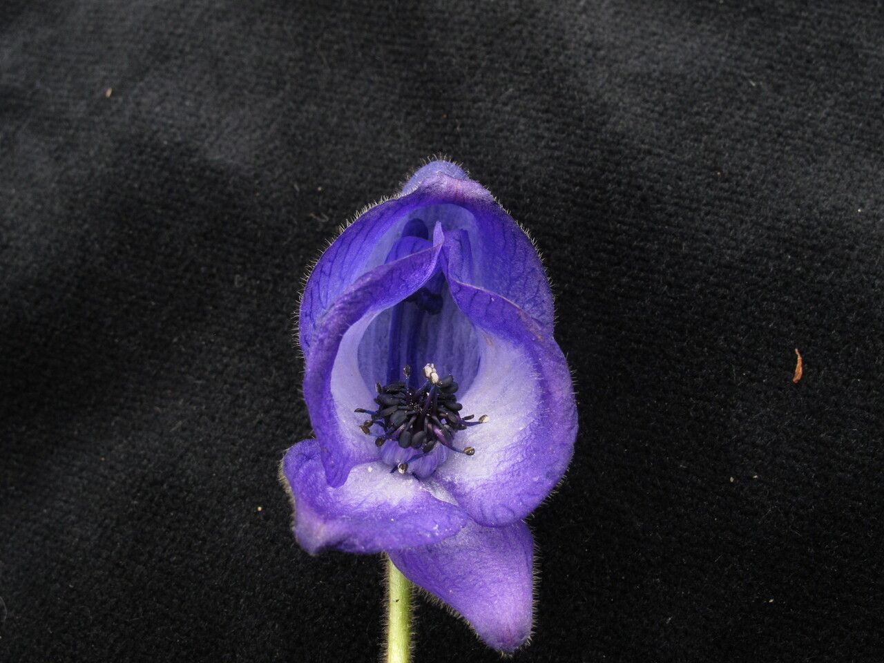 Aconitum hookeri flower