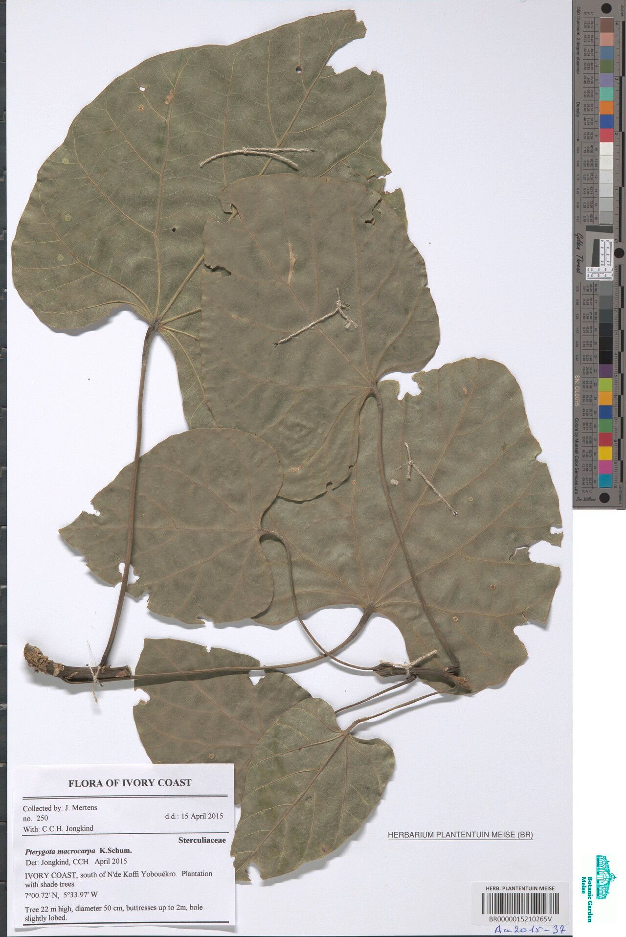 Pterygota macrocarpa — houseplant care guide