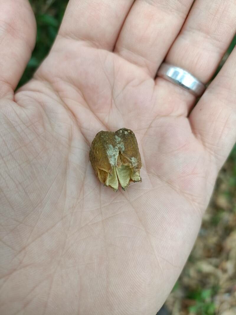 Melicope rubra — houseplant care guide