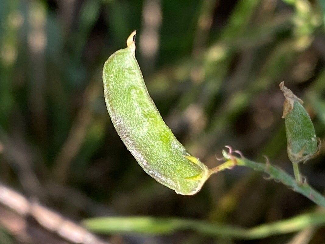 Medicago falcata fruit