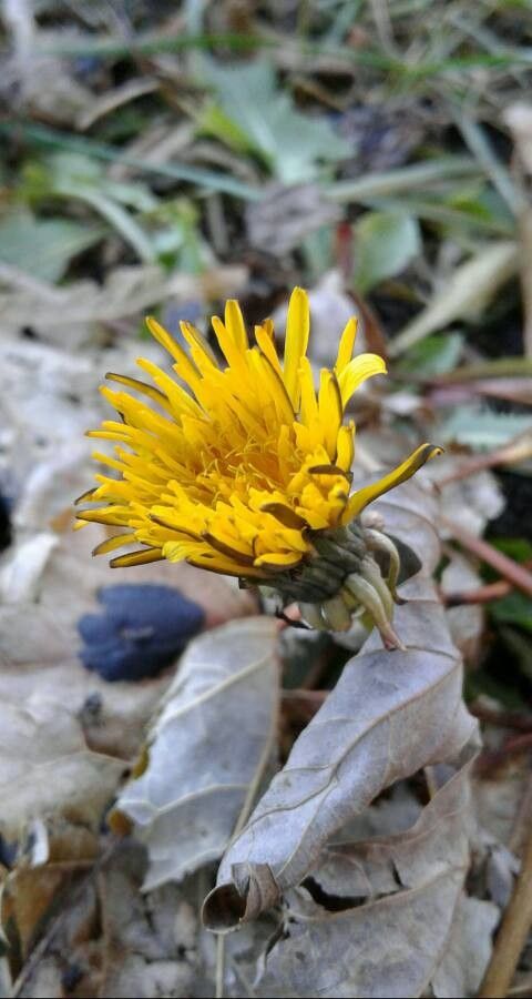 Taraxacum palustre flower