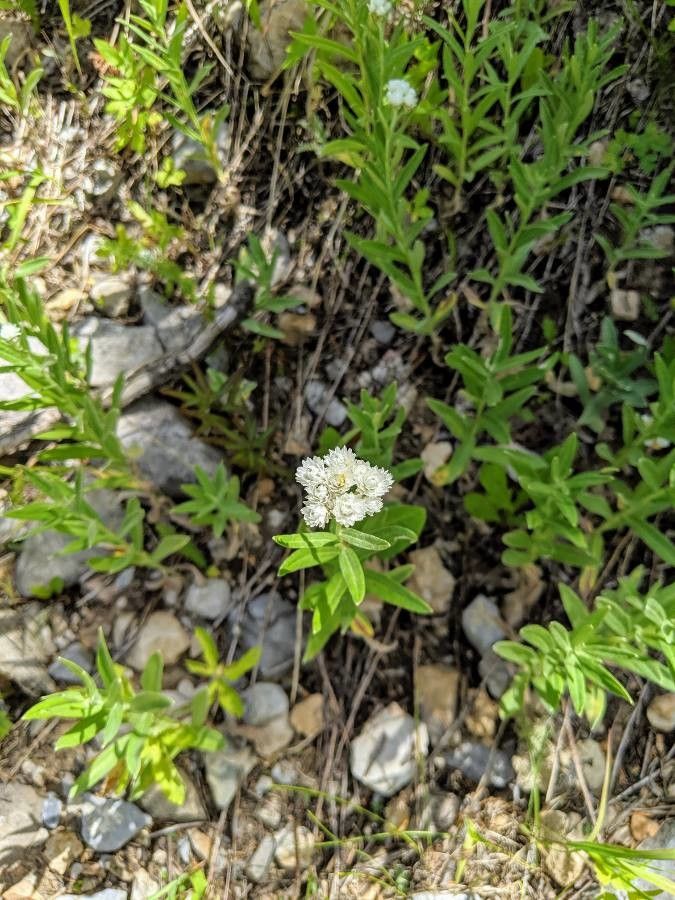 Ceanothus herbaceus flower
