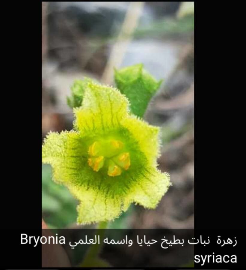 Bryonia syriaca — related species from the same genus