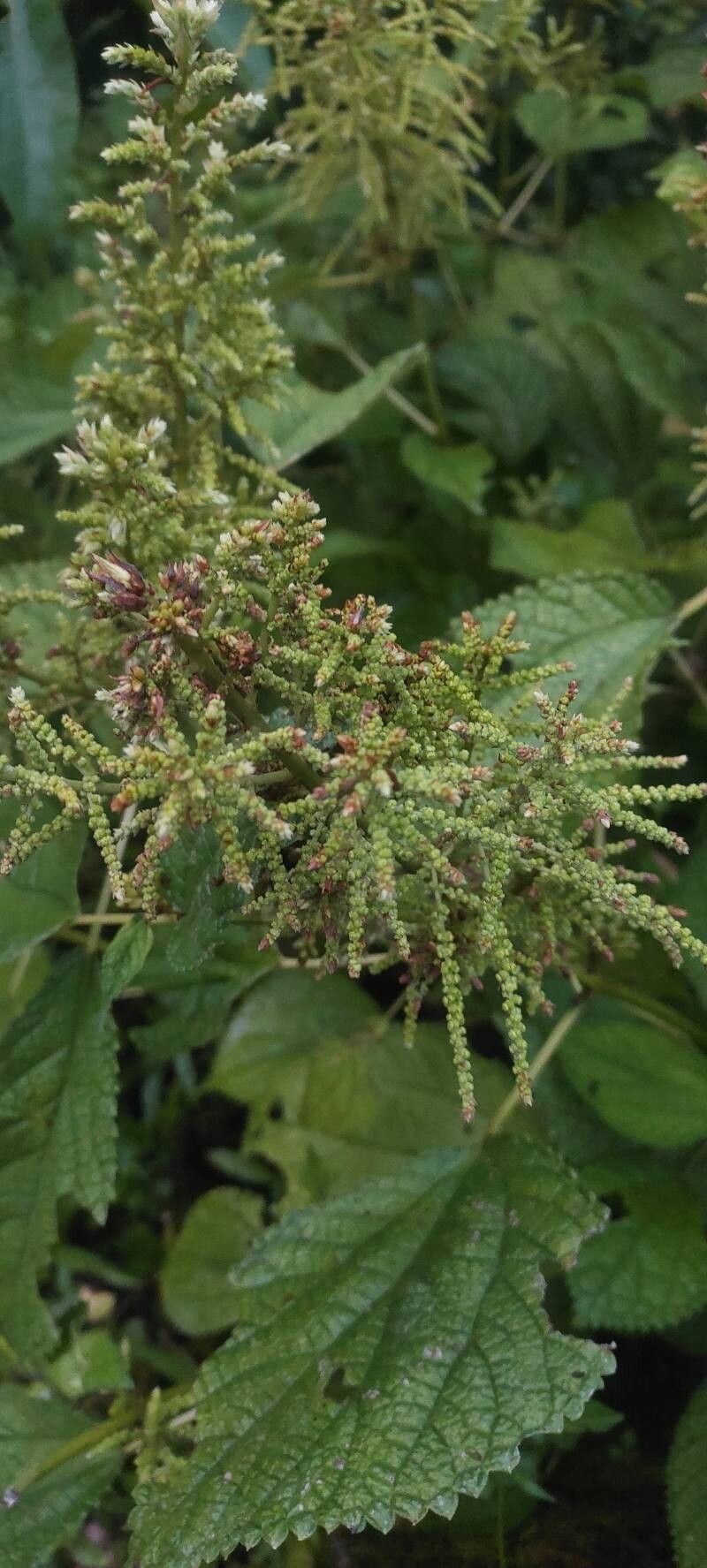 Boehmeria ternifolia flower