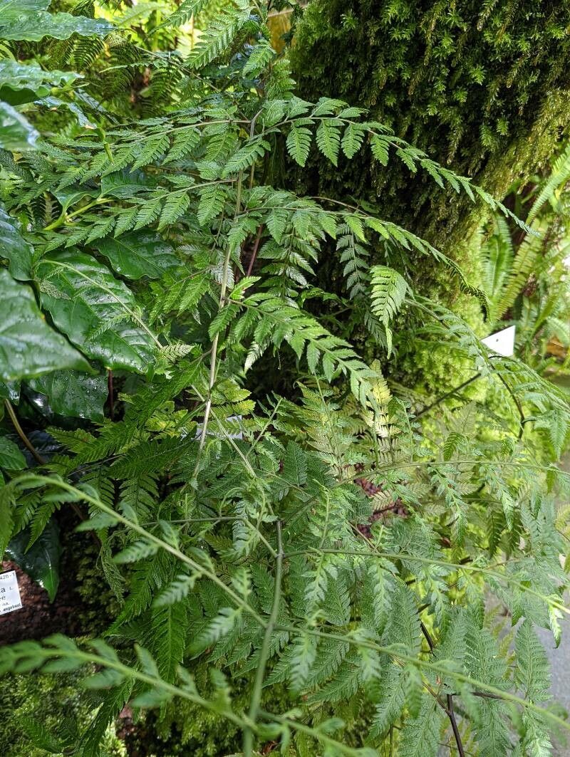 Parapolystichum effusum habit