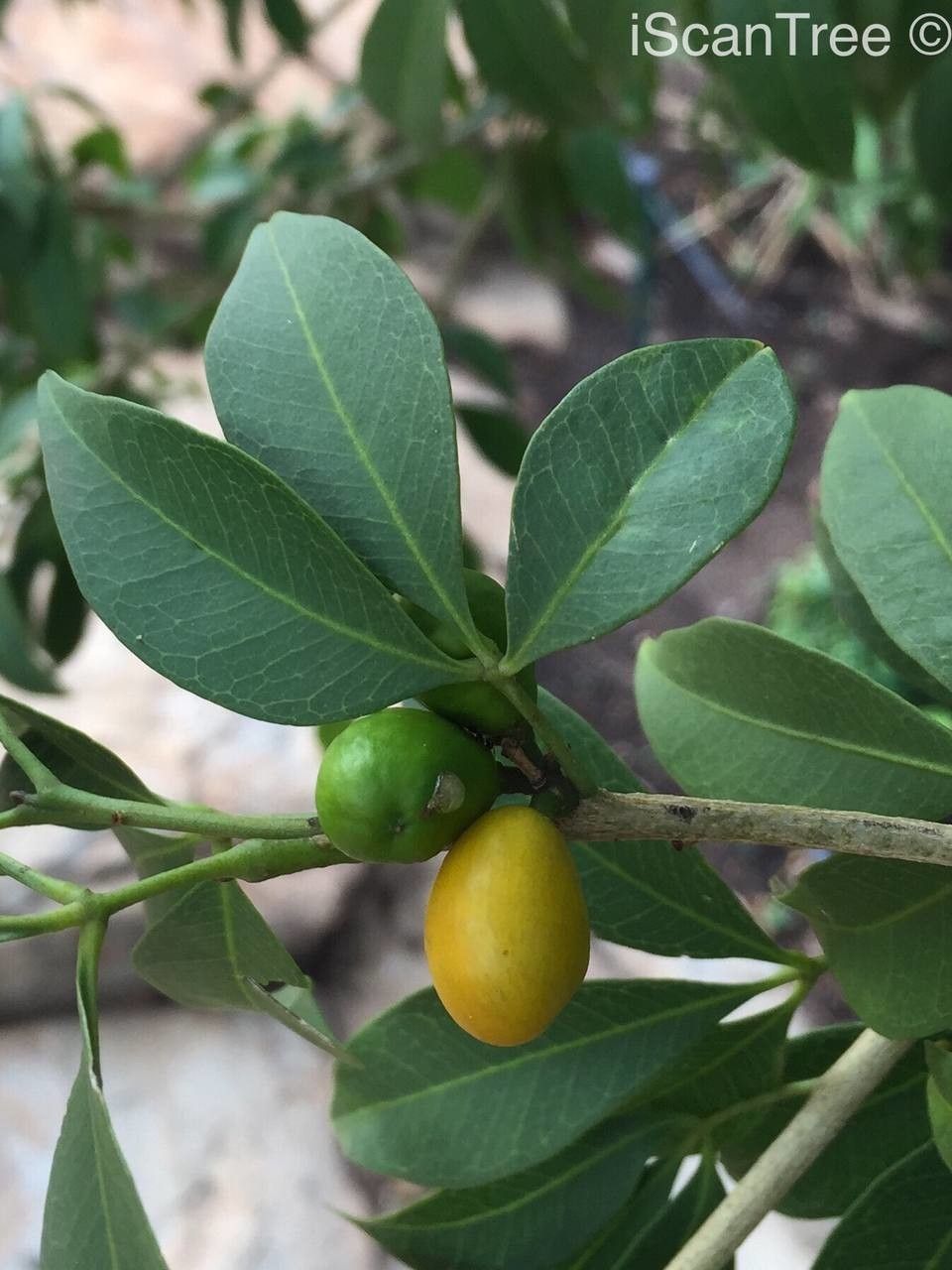 Vepris reflexa — search result for 'Zimbabwe'