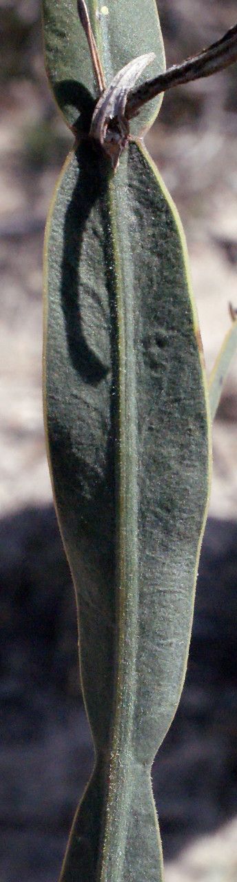 Dampiera lindleyi — related species from the same genus