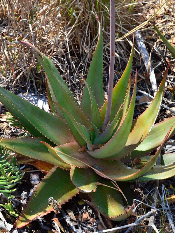 Aloe mzimbana habit