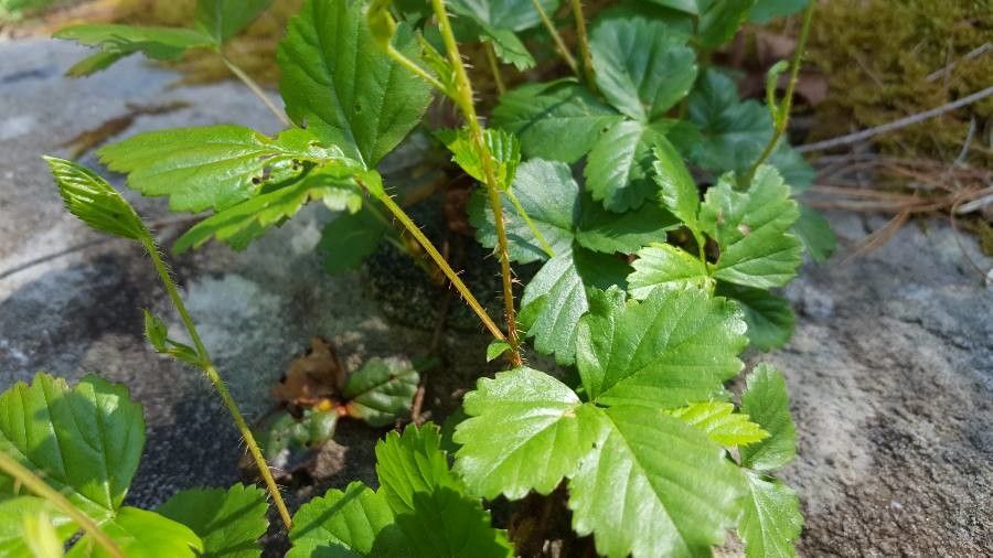 Rubus hispidus — search result for 'Rubus'