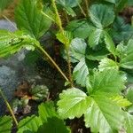 Rubus hispidus