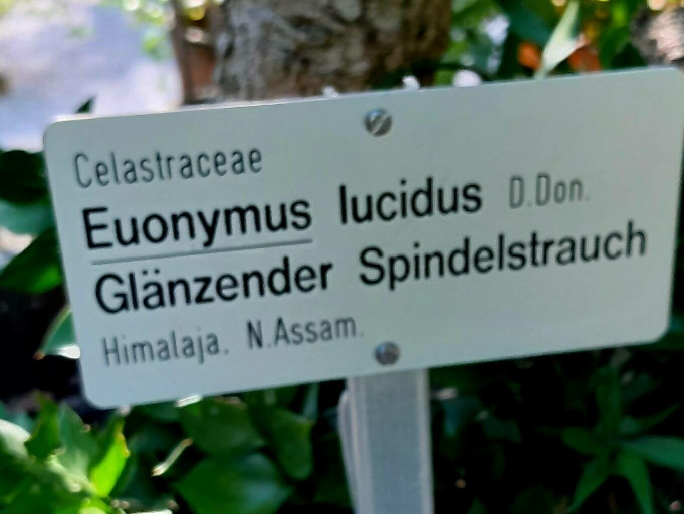 Euonymus lucidus other