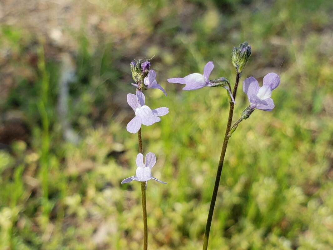 Nuttallanthus floridanus flower