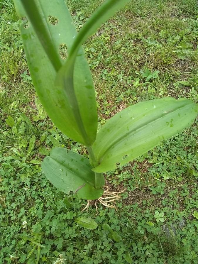 Platanthera psycodes — search result for 'Kentucky'