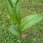 Platanthera psycodes