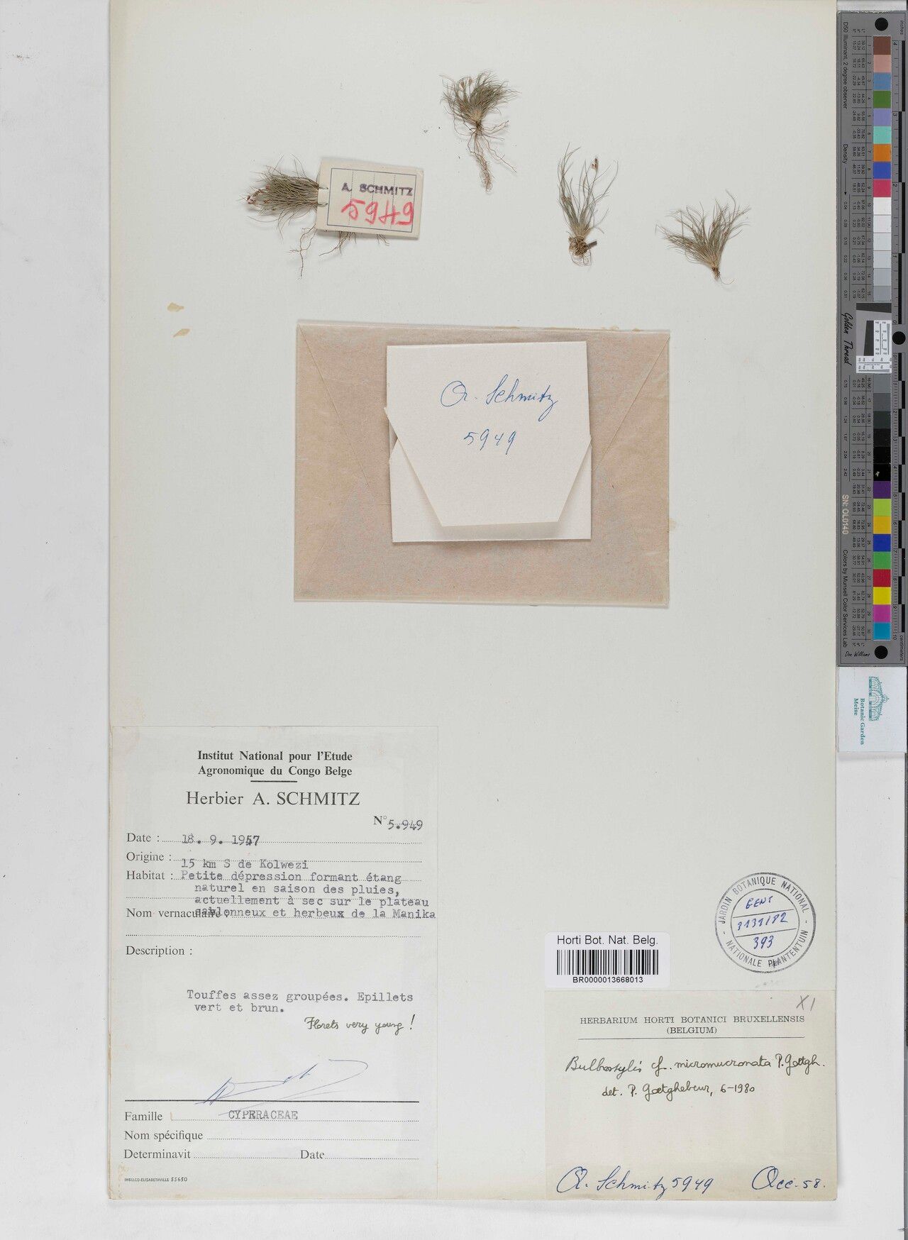 Bulbostylis micromucronata — houseplant care guide