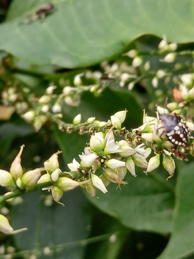 Polygonum virginianum flower
