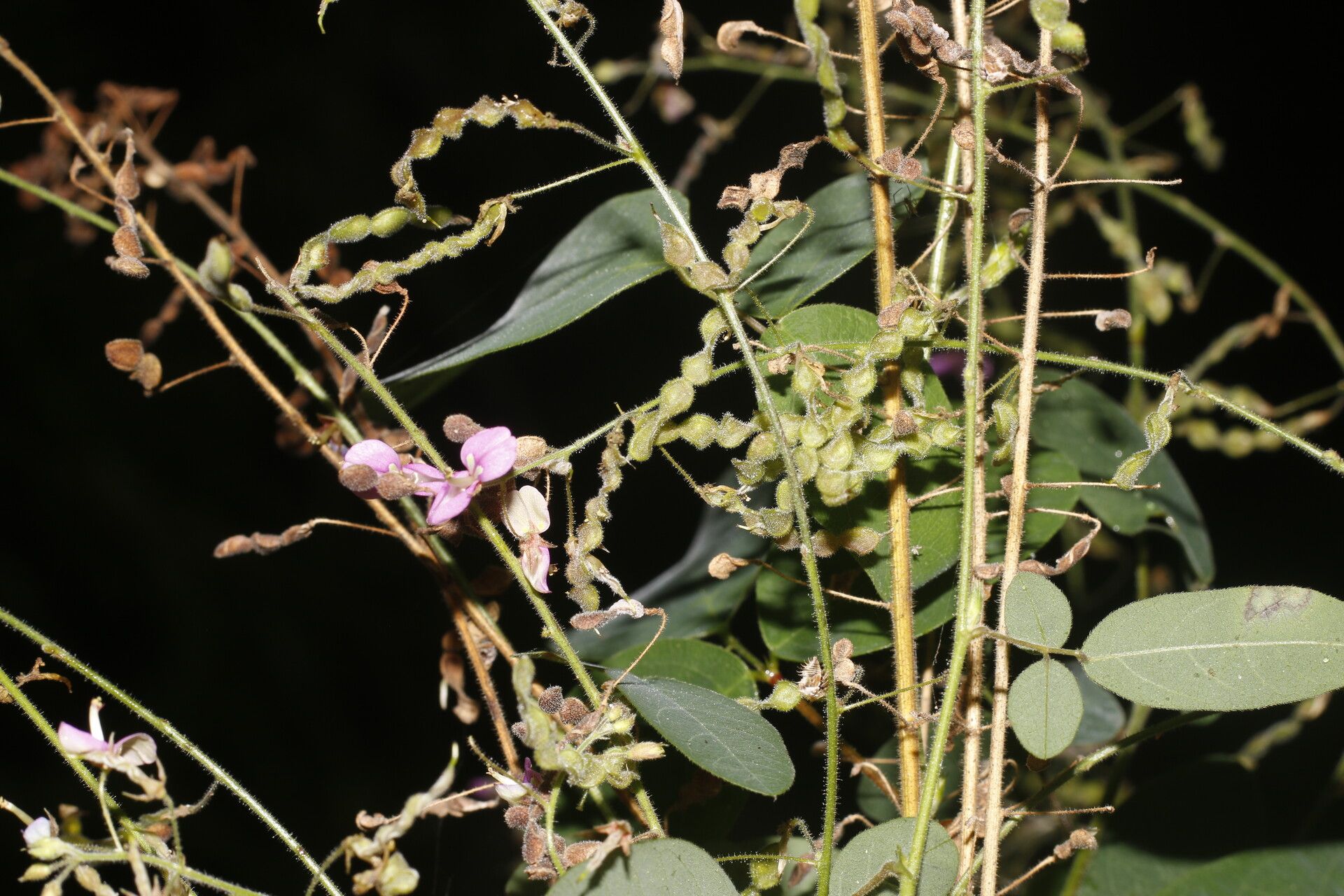 Desmodium procumbens flower