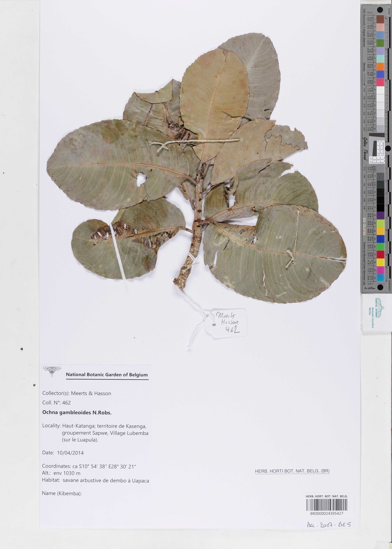 Ochna gambleoides — houseplant care guide