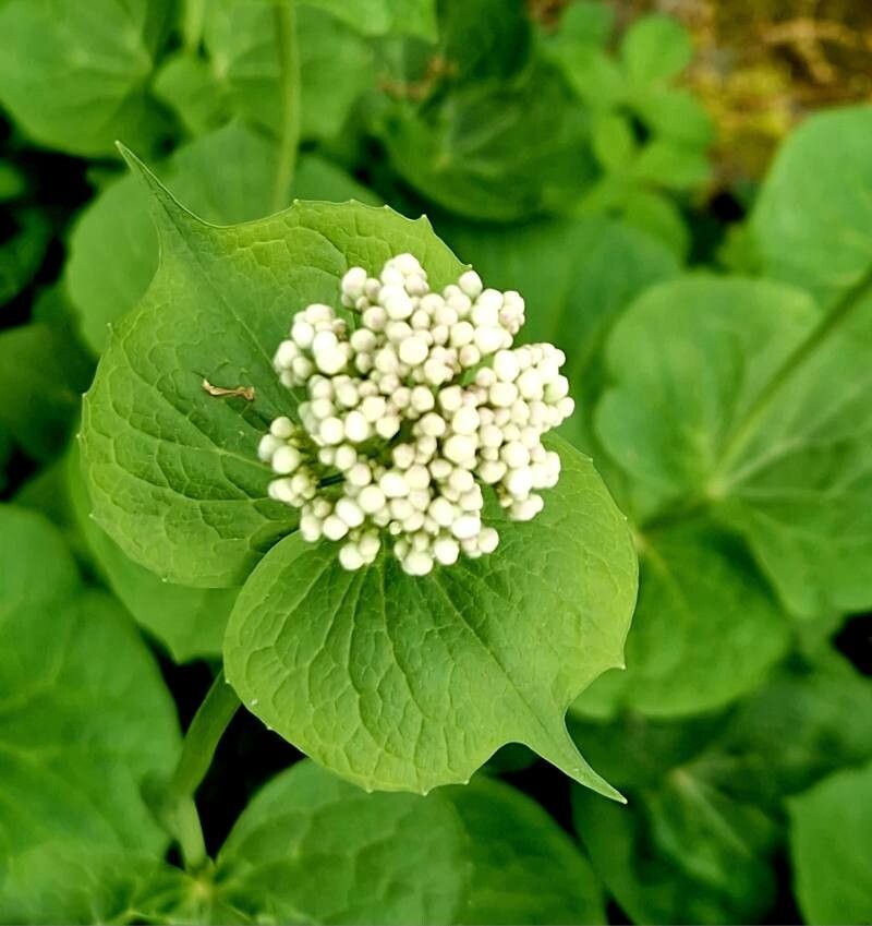 Valeriana alliariifolia flower